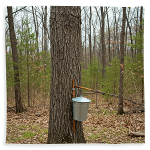 maple syrup